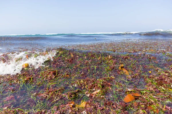 Ocean Seaweed Marine Plants Beach Shoreline