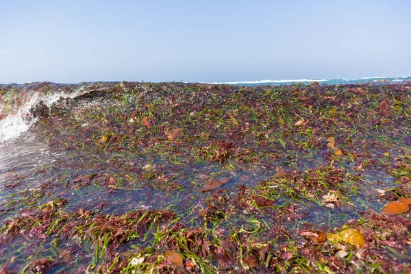 Linii brzegowej oceanu wodorostów morskich roślin Beach — Zdjęcie stockowe