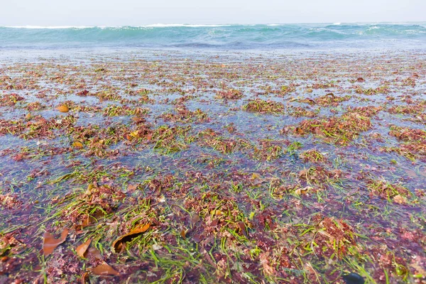 Ocean Seaweed Marine Plants Beach Shoreline