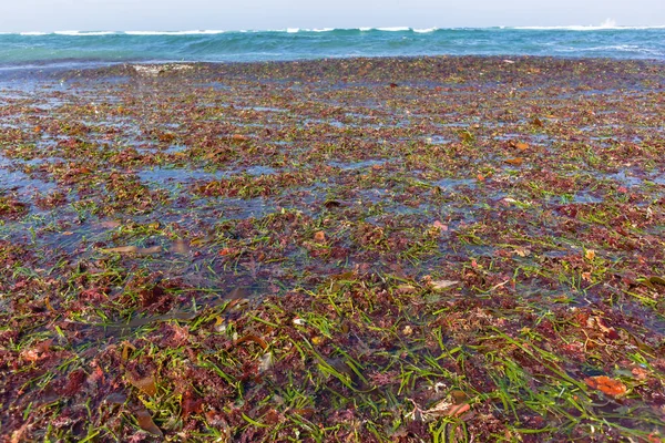 Okyanus deniz yosunu deniz bitkiler Beach Shoreline — Stok fotoğraf