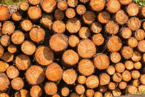 Dřevo protokoly skládaný Closeup pozadí — Stock fotografie