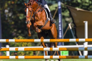 Atlama atı Closeup soyut