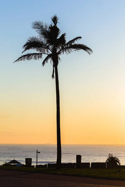 Playa Dawn Tree Ocean — Foto de Stock