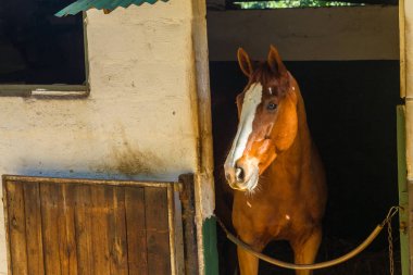 At istikrarlı portre