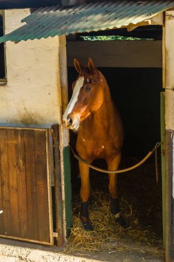 At istikrarlı portre