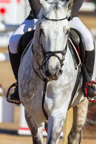 Horse Rider Abstract Closeup — Stock Photo, Image