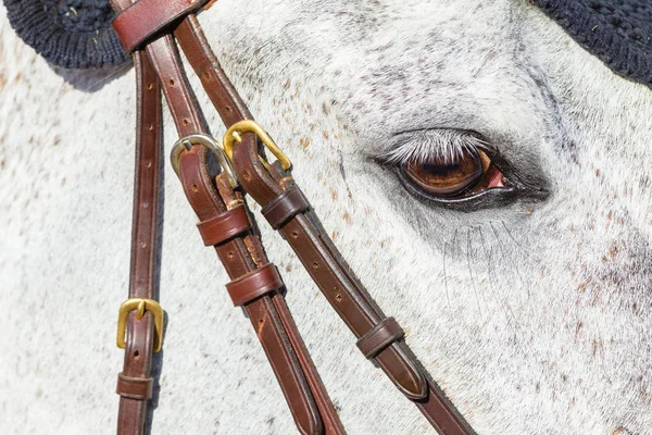 馬の頭の目のクローズ アップ — ストック写真