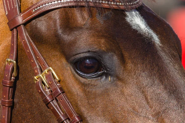 Глаз лошади крупным планом — стоковое фото