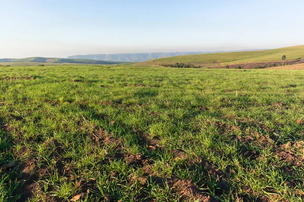 Farming Grass Field Landscape — Stock Photo, Image