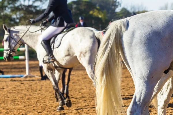 Horses Riders Equestrian Abstract — Stock Photo, Image