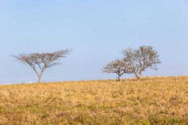 Ağaçlar çim alan ufuk peyzaj