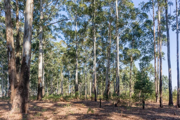 Gum Trees Inside Forest