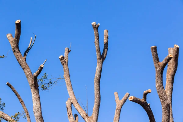 Tree Naked Branches Blue — Stock Photo, Image