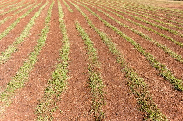 Grass Turf Growing Field — Stock Photo, Image