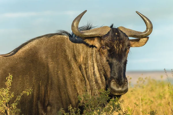 Yaban hayatı Wildebeest boğa hayvan — Stok fotoğraf