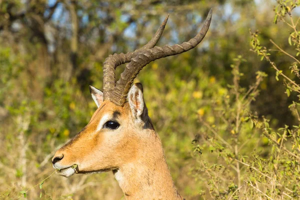 Buck Vida Silvestre Animal Primer plano —  Fotos de Stock