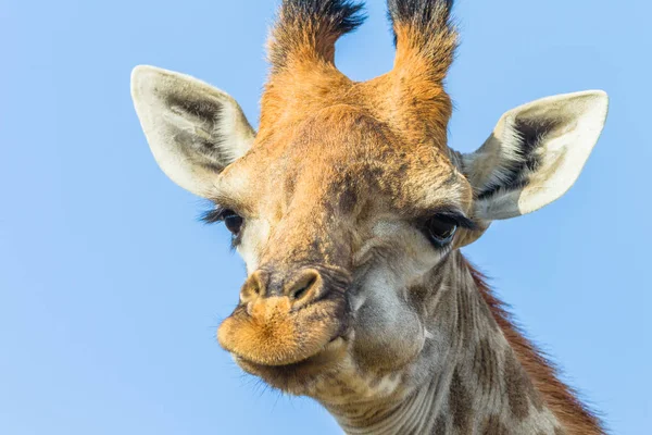 Giraffenkopf-Porträt — Stockfoto