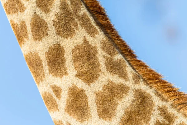 Giraffe Neck Closeup — Stock Photo, Image