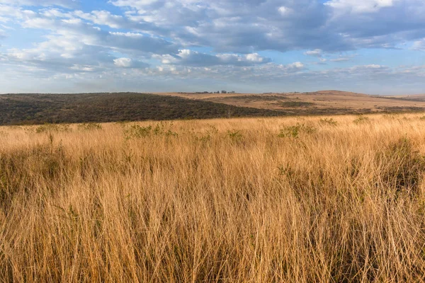 Selvagens árvores de grama Paisagem — Fotografia de Stock