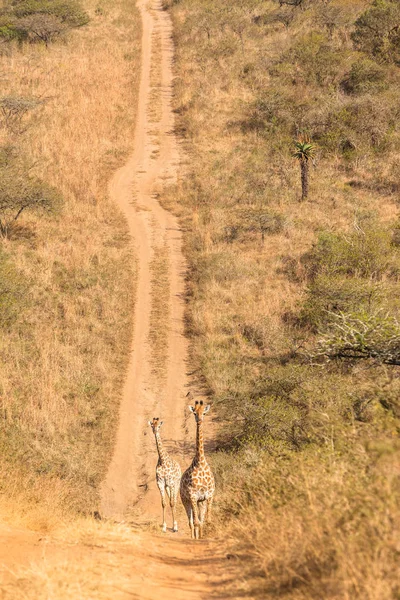 Giraffes Trees Wildlife Landscape — Stock Photo, Image