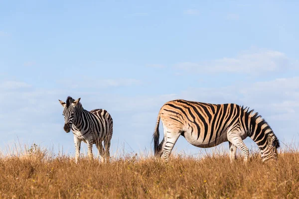 Zebra hamile yaban hayatı — Stok fotoğraf