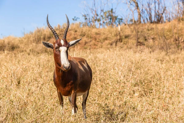 Buck Wildlife Animal Closeup — Fotografia de Stock