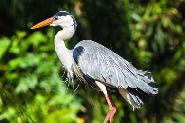 Gri balıkçıl kuş kafa