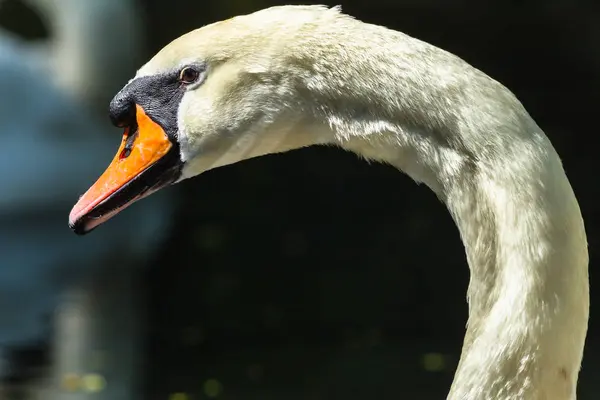 Retrato de cabeza de cisne mudo pájaro — Foto de Stock