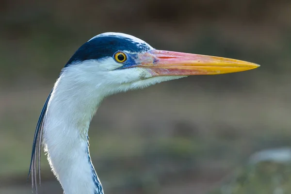 Harmaa Heron Bird Head — kuvapankkivalokuva