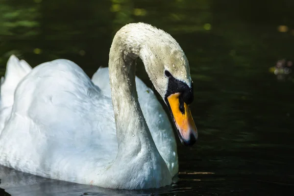 Retrato de cabeza de cisne mudo pájaro — Foto de Stock