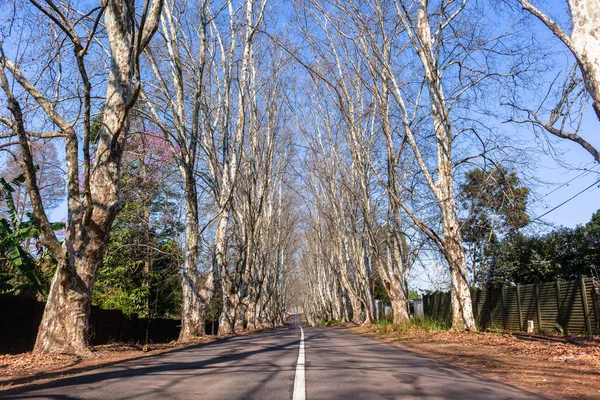 Straßenbäume malerische Route — Stockfoto
