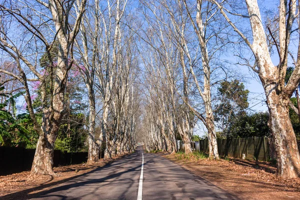 Straßenbäume malerische Route — Stockfoto