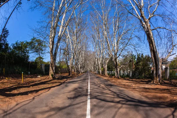 Road bomen schilderachtige Route — Stockfoto