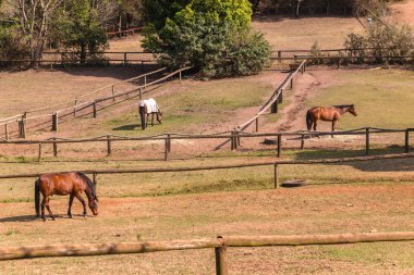 At açık havada Paddocks