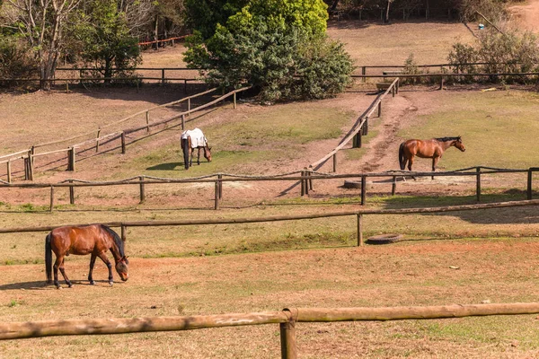 At açık havada Paddocks