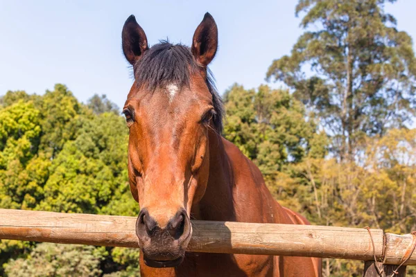 Horse Closeup Head Outdoors — Stock Photo, Image