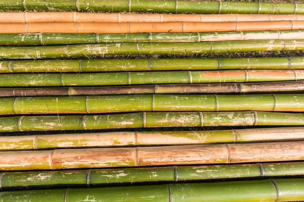 Pólos de bambu Closeup — Fotografia de Stock
