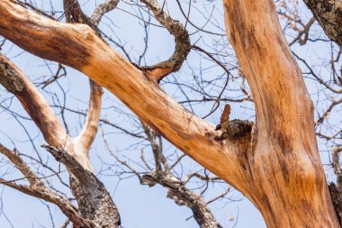 Büyük ağaç kabuğu cilt soyma