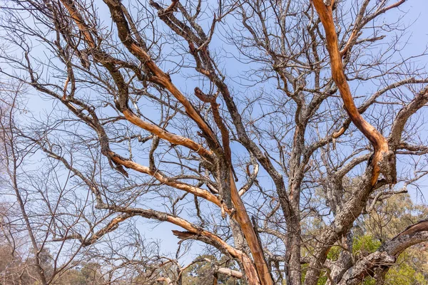 Grand écorce d'arbre Peeling de peau — Photo