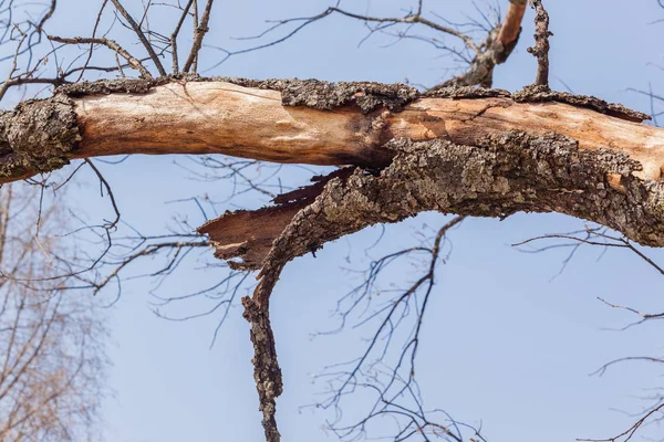 Large Tree Bark Skin Peeling — Stock Photo, Image