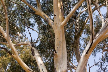 Büyük sakız ağacı