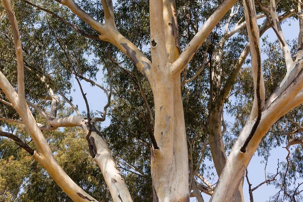 Büyük sakız ağacı
