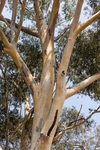 Büyük sakız ağacı — Stok fotoğraf
