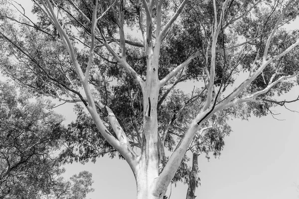 Large Gum Tree Black White — Stock Photo, Image