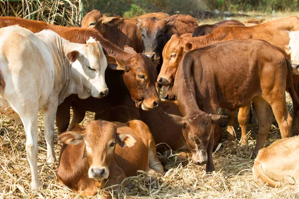 Ganado Joven Animales —  Fotos de Stock