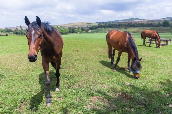 Horses Three Field Outdoors — Stock Photo, Image