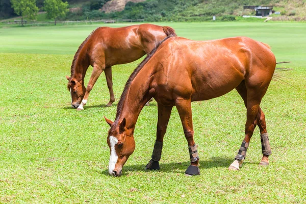 Koně dvě pole venku — Stock fotografie