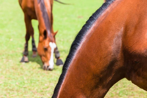 Cavalos Neck Mange ao ar livre — Fotografia de Stock