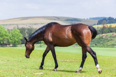 At açık havada manzara