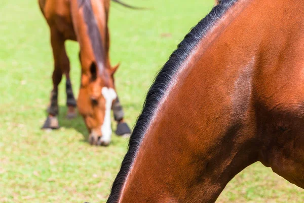 Chevaux Nrck Mange En plein air — Photo